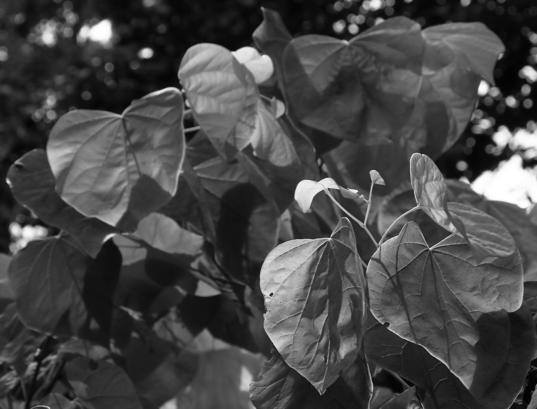 2016 07 08 HTP 30202ebw